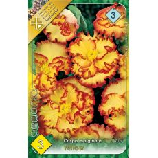 Begonia - Crispa marginata yellow