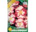 Begonia - Crispa marginata white