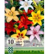 Lilium asiatic - mixed 10 ks