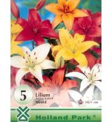 Lilium asiatic - mixed 5 ks