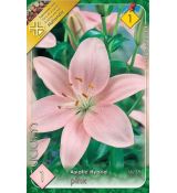 Lilium asiatic -  pink