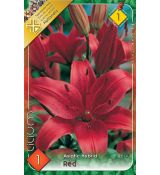 Lilium asiatic -  red