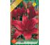 Lilium asiatic -  red