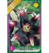 Lilium - Netty´s Pride