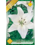 Lilium asiatic - white