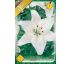 Lilium asiatic - white
