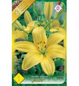 Lilium asiatic - yellow