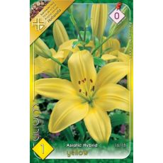 Lilium asiatic - yellow