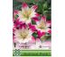 Lilium asiatic - pink white