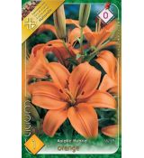 Lilium asiatic - orange