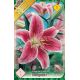 Lilium - Stargazer