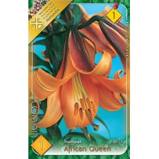 Lilium - African Queen