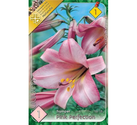 Lilium - Pink Perfection