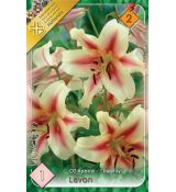 Lilium - Lavon obria ľalia