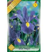 Iris -Blue Magic