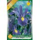 Iris -Blue Magic