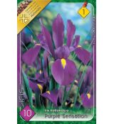 Iris - Purple Sensation