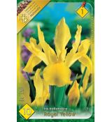 Iris - Royal Yellow