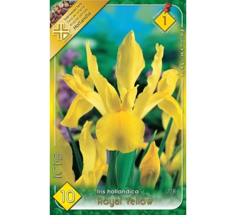Iris - Royal Yellow
