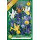 Iris - mixed