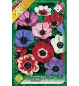 Anemone de Caen - mixed