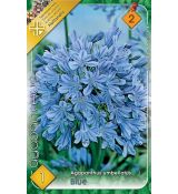 Agapanthus blue