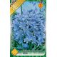 Agapanthus blue