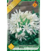 Agapanthus white