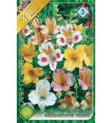 Alstroemeria mixed