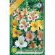 Alstroemeria mixed