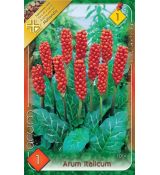 Arum Italicum