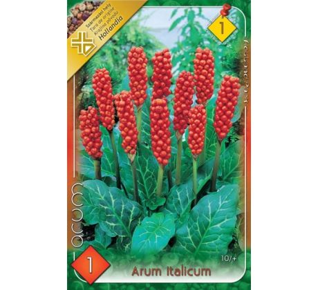 Arum Italicum