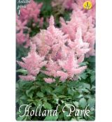 Astilbe - pink