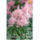 Astilbe - pink