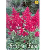 Astilbe - red