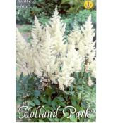 Astilbe - white