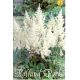 Astilbe - white