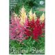Astilbe mix