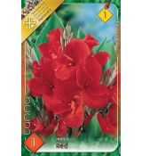 Canna Greenleaves - red