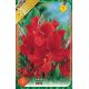 Canna Greenleaves - red