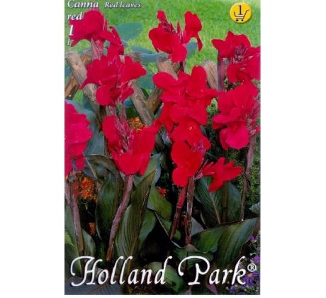 Canna - red I.red