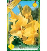 Canna Greenleaves - yellow