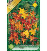 Crocosmia smallfl. mixed