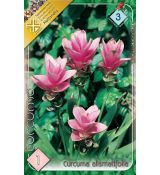 Curcuma alismatifolia