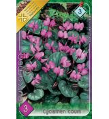 Cyclamen coum