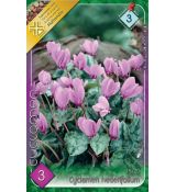 Cyclamen Hederifolium