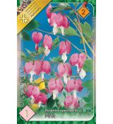 Dicentra spectabilis