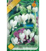 Dicentra spectabilis alba