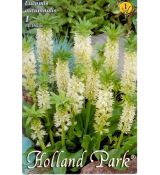 Eucomis autumnalis