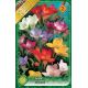 Freesia single - mixed